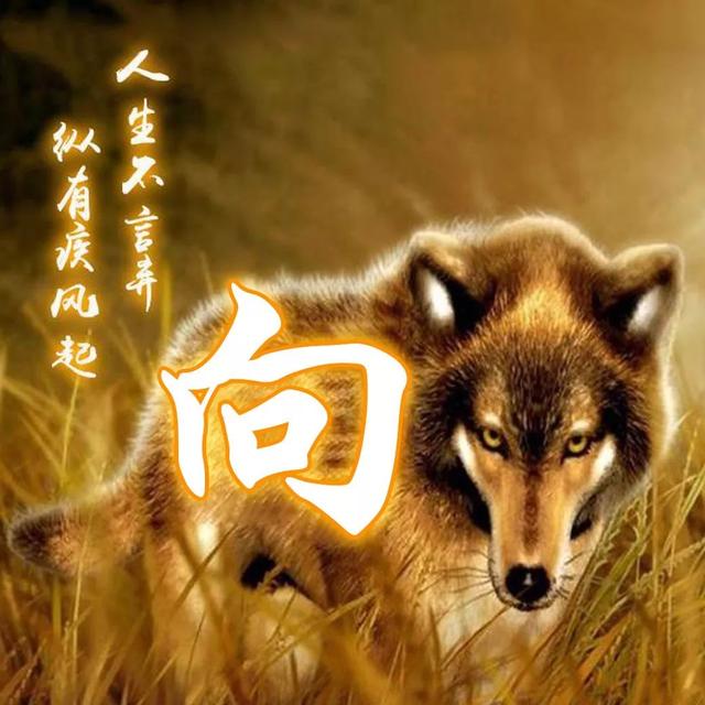 狼图片头像 凶猛 霸气 冷酷，100张姓氏霸气狼头像（100张“血性狼”姓氏头像、送给在困境中坚持梦想的你）