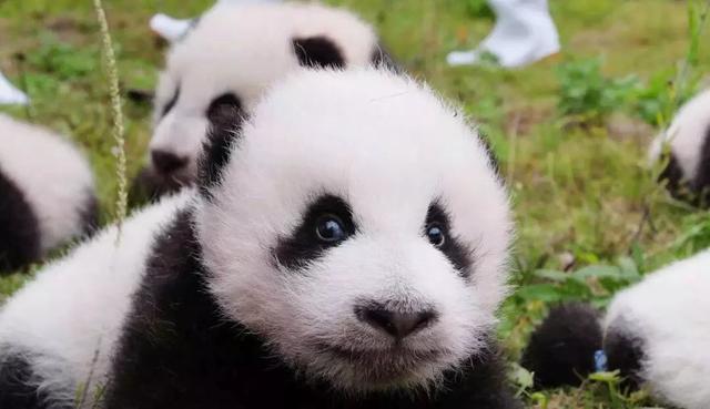 汶川海拔多少米，四川汶川县海拔多少米（什么是汶川）