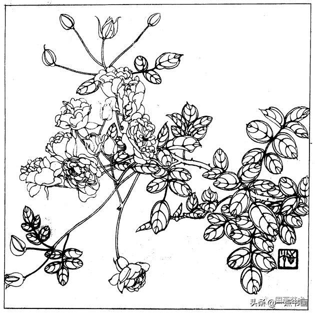 简笔画报花名：手绘铅笔画“白杜鹃花”画法，简笔画报花名（百花苑——白描百花分享<一>）