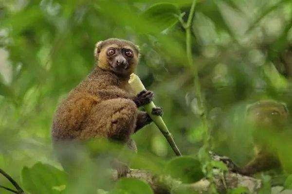 常见的猴子有哪些种类，猴子都有什么种类（但种群已濒临灭绝的边缘）