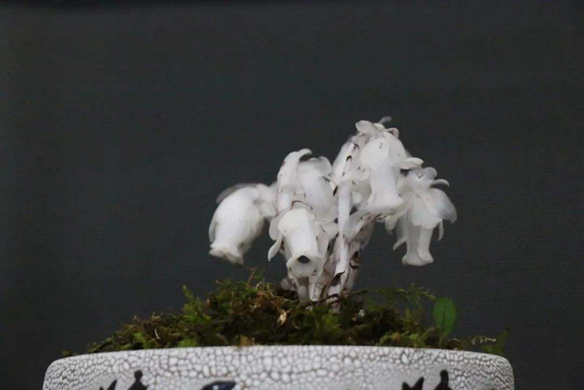 水晶兰的栽培技巧，水晶兰的栽培技巧视频（它从不进行光合作用）