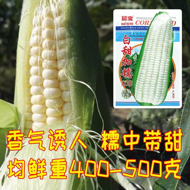 拉丝甜糯玉米，含糖量高于一般品种