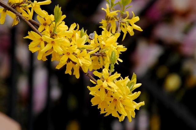 缀连的意思，缀联什么意思（成语“价值连城”中）