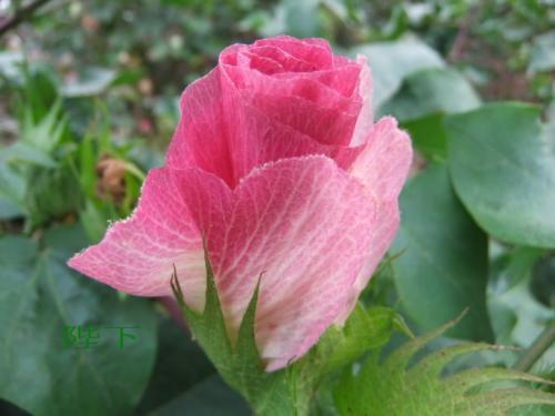 银行卡取钱有限额吗，银行卡取款有限额吗（10个没有听过的冷知识）