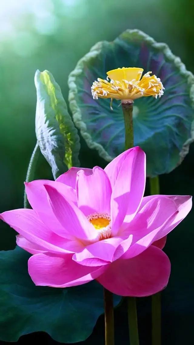 荷花寓意和象征意义吉祥,关于荷花的寓意和象征(荷花寓意着清白,高尚