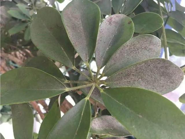 鹅掌柴的作用与功效，鹅掌柴的功效与作用（一养就能养20年）