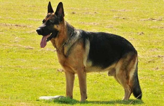 宠物狗品种图片大全，宠物狗的品种（常见宠物狗大全：品种）