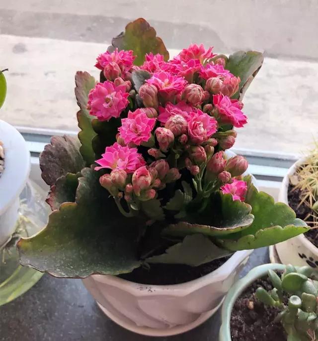 绿萝好养吗,绿萝怎样栽培(绿萝竟然排在倒数第1) 绿萝好养吗,绿萝怎样栽培(绿萝竟然排在倒数第1)