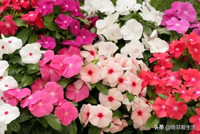 辟谣绣球花有毒，绣球花有毒吗（家里有老人、小孩、孕妇或宠物）