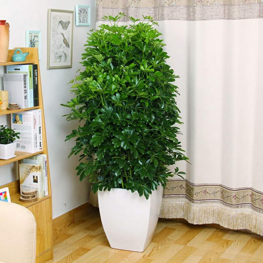 适合放在室内净化空气的植物，放在房间净化空气的植物有哪些