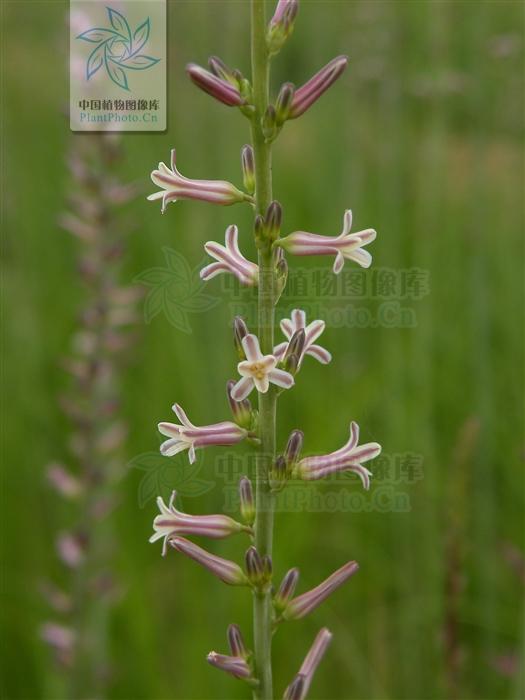本草图经作者是谁，《本草图经》的作者（芎藭 蘼蕪 藁本）