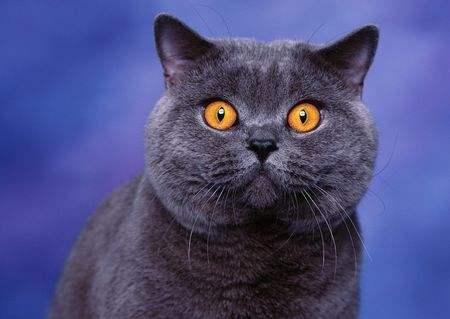 卡尔特猫的简介-卡尔特猫多少钱一只，卡特尔猫图片大全（你肯定一种都没见过）