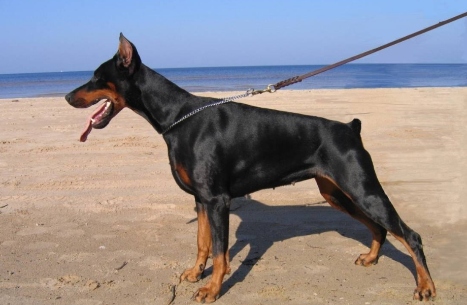 杜宾犬是一种十分凶猛的犬种,身体结构健壮而稳定,是一种非常帅气的