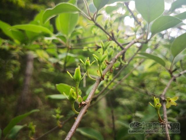 连翘图片大全高清图片，连翘图片高清图片（连翘图片大全大图）