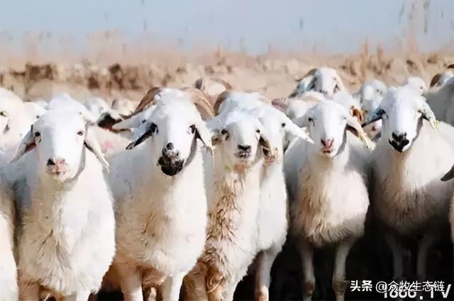 大同特产，世界上最好的羊，看看都在哪（大同特产有什么可以送礼的）