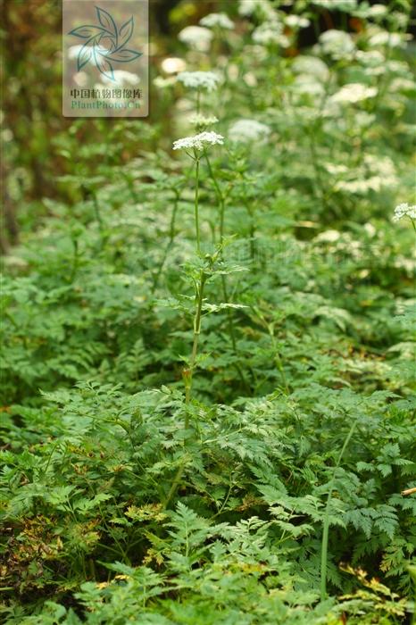 本草图经作者是谁，《本草图经》的作者（芎藭 蘼蕪 藁本）