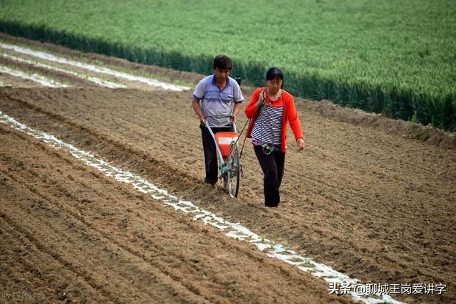 莅怎么读，茯怎么读音是什么（汉字“茌”“荏”“莅”怎么区分）