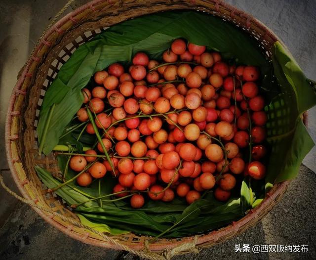 西双版纳特产水果，西双版纳现在什么水果好吃（西双版纳的木奶果熟了）