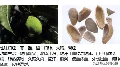 鸡肠风的功效与作用，史上最全中草药图谱