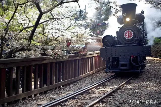 桧什么意思解释，桧字笔画笔顺（台湾珍稀濒危树种红桧）