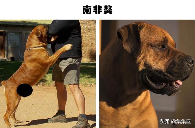 中国十个禁养狗，中国十大禁犬家养（在世界各地的城市里）