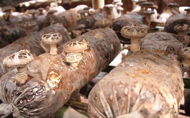 黑花生的功效与作用，黑花生的功效与作用及禁忌（现在农村种植什么最赚钱）