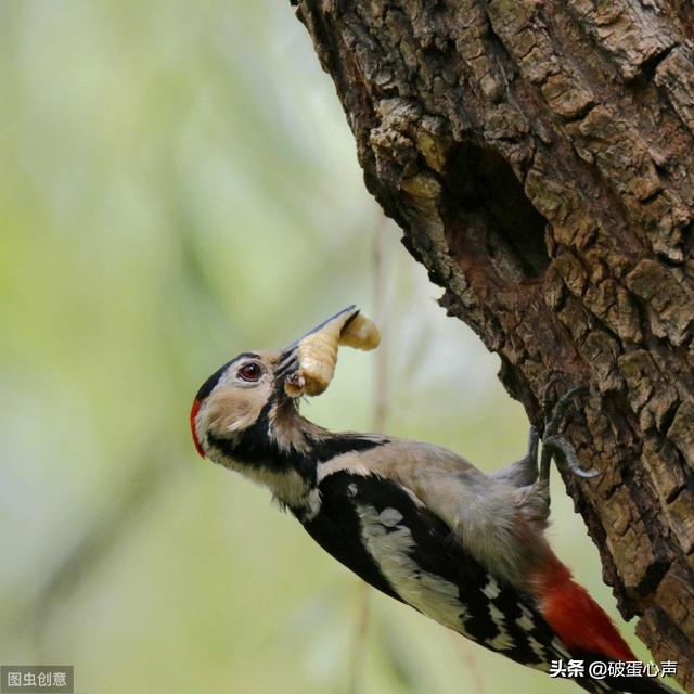 动物医生除了啄木鸟还有哪些，除了啄木鸟是医生还有其他吗（一种值得人类学习的鸟儿——啄木鸟）