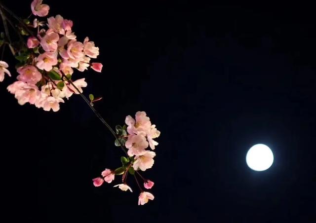 鹤山市信息网张姨的男妾，张巡杀妾小说（杨玉环和唐明皇的爱情史）