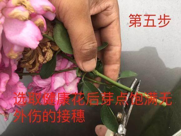 大花月季嫁接的方法，月季花嫁接方法学（月季嫁接用对方法）