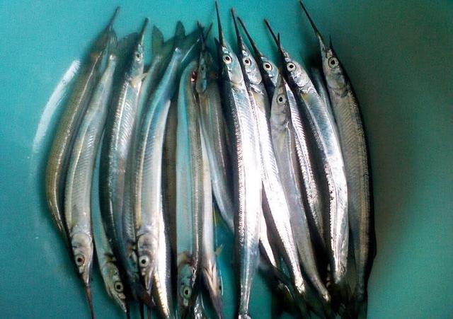 怎样做马步鱼，怎样做马步鱼汤（这种又细又长的鱼名叫“马步鱼”它既是海鱼又是河鱼）