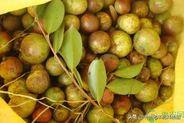 怎样种油茶树才是正确的，怎样种植油茶树的方法（油茶树这么种才对）
