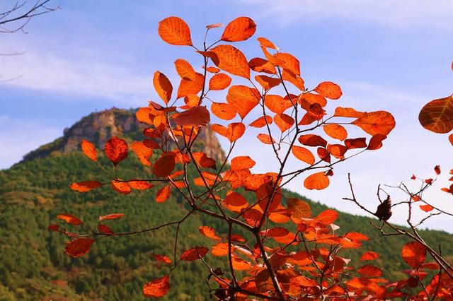 满山红叶似彩霞，阿宝歌曲大全（山东最全赏红叶地图来了）