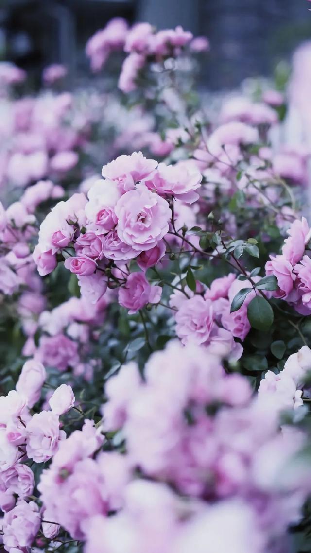 唯美植物花类头像微信，唯美植物花类头像（小清新绿色护眼植物+唯美绽放的瞬间​​​）