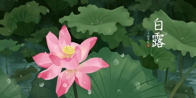 白露的诗句，白露的诗句杜甫（最美的5首白露诗词）