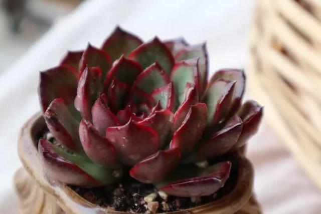 丸叶松绿怎么养，丸叶松绿的叶子可用来繁殖吗（养多肉，记名字，预防老年痴呆）