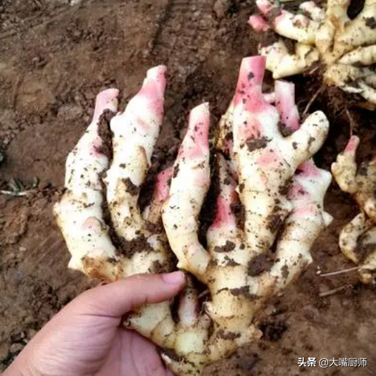 姜怎样腌制才能去湿气，生姜去湿气的方法（这菜再贵也要买几斤）