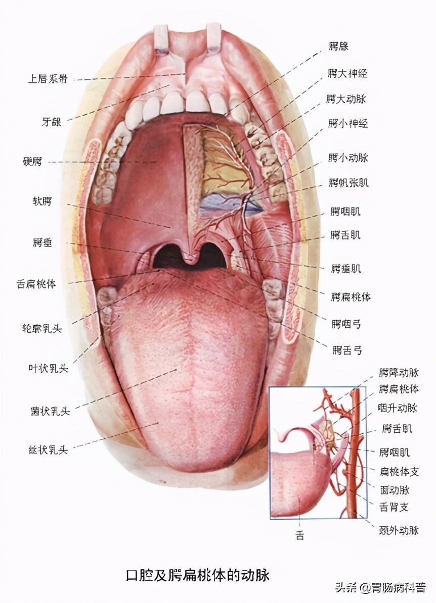 人的肠腔正常图片图片