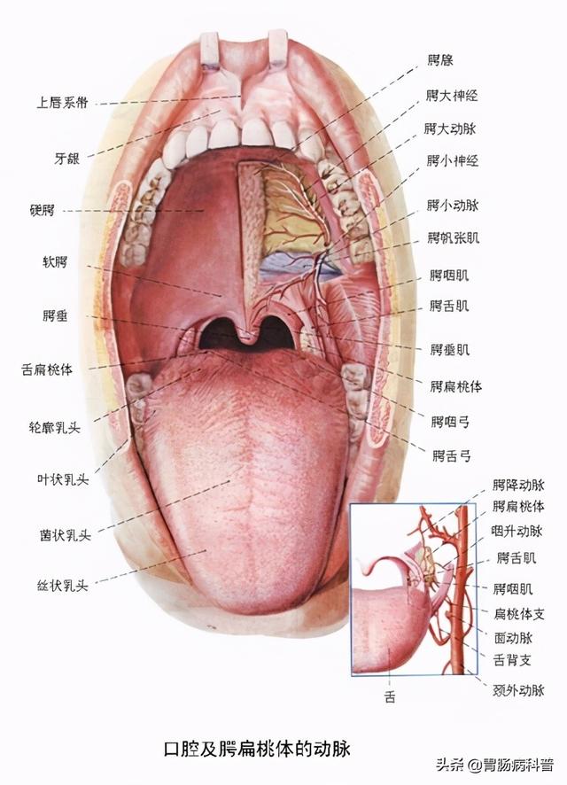 胃部图片位置示意图,胃的部位图示意图(消化系统解剖图谱 详解)