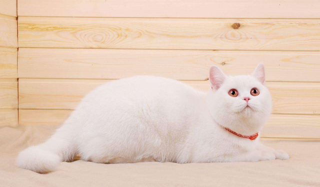 被陌生猫亲近什么预兆，猫跟人有缘是什么预兆（如果陌生的喵星人对你有以下四种行为）