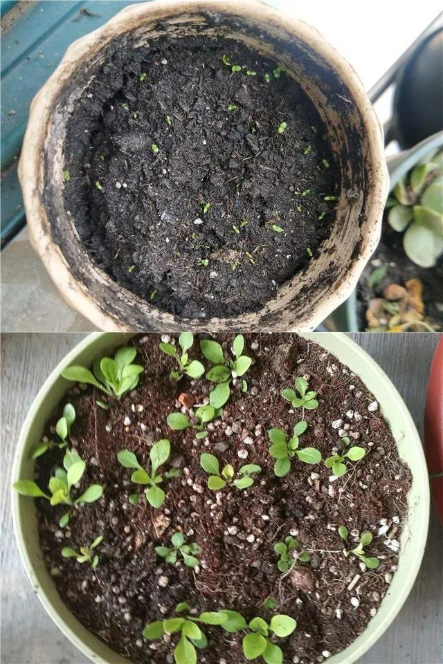 君子兰不开花怎么办才能开花，用“啤酒水”擦叶子