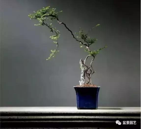铁包金盆景,铁包金盆景怎么修剪成飘枝(一组铁包金盆景作品欣赏)