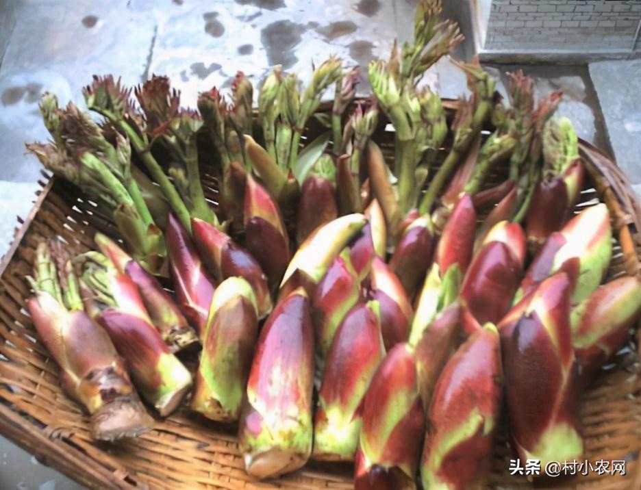 农村种植致富项目(种植项目)