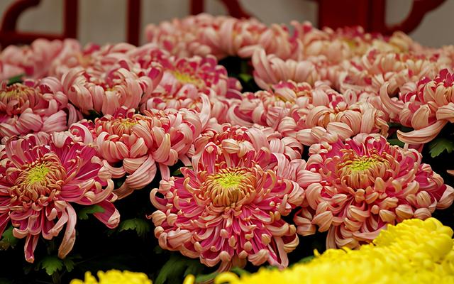 符号带字网名，符号带字网名可复制（带弛字学富五车的小孩名）