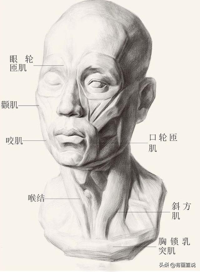 橡皮头，微信头像，橡皮头（分享结构素描高清临摹素材60张）