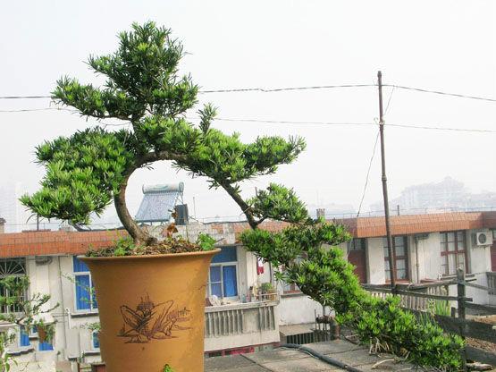 罗汗松，苍劲古朴好盆景（罗汉松寓意）