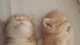 母猫配对成功后的表现，猫咪配对成功后的表现（如何掌握猫咪的发情周期）