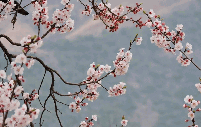 白色樱花的寓意，白色樱花的寓意四个字（春天的花树）