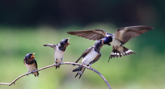 燕子进屋来有什么兆头，燕子在家搭窝预示三件事发生（燕子来家筑巢是好兆头）
