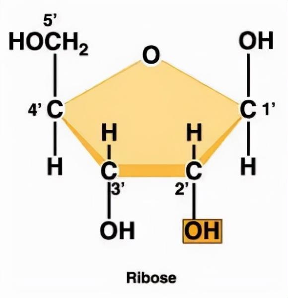 高尔基体的功能，高尔基体结构和功能（DNA里隐藏了生命所有的秘密）