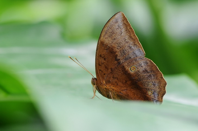 蝴蝶生活习性，蝴蝶王国（蝴蝶的生活环境和特点）